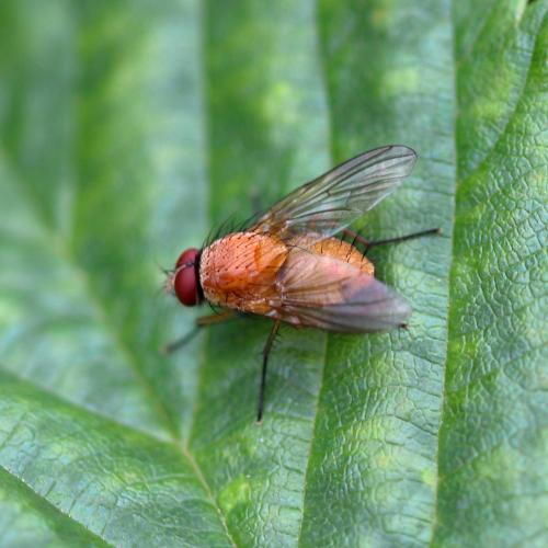 Réf. 263 339 : Phaonia pallida